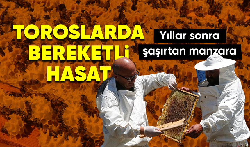 Toroslarda bereketli hasat: Eğriçayır Yaylası'nda petekler balla dolup taştı