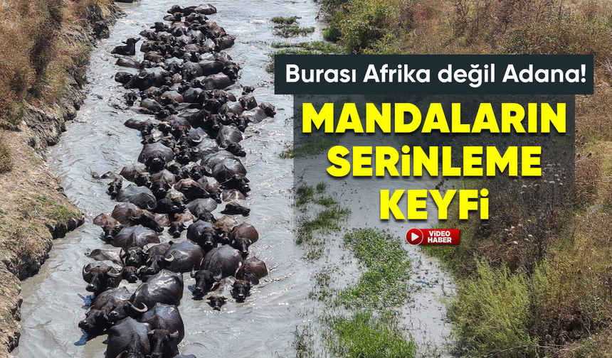 Burası Afrika değil Adana: Sıcaktan bunalan mandalar derede serinledi