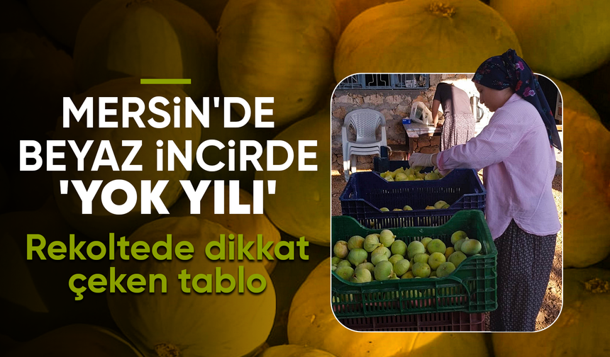 Mersin'de beyaz incirde 'yok yılı': Rekoltenin 90 bin tondan 30 bin tona düşmesi bekleniyor