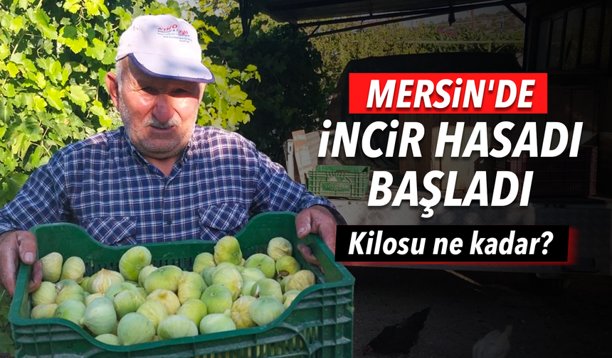 Mersin'de incir hasadı başladı