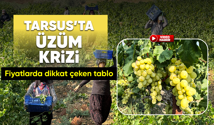 Yüksek rekolte üzüm fiyatlarını düşürdü