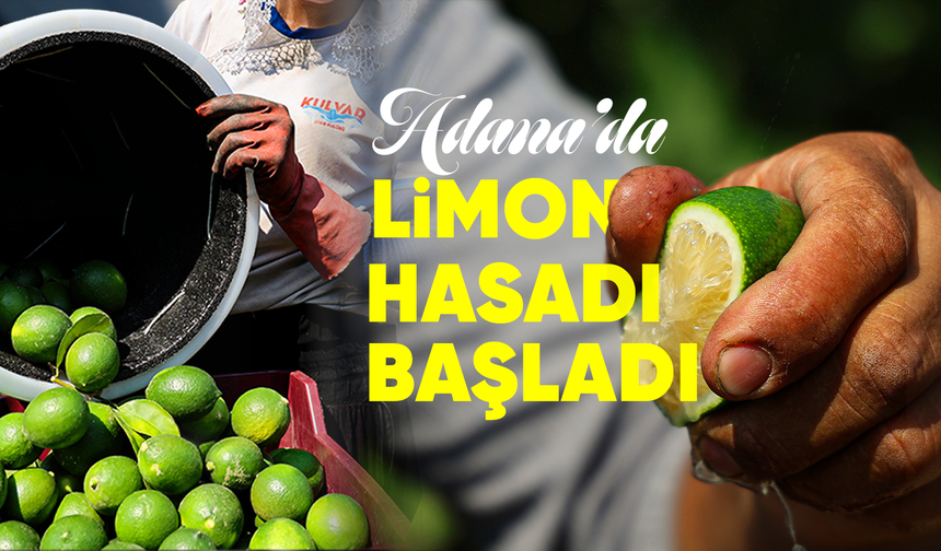 Adana'da limon hasadı başladı: Bahçede kilogramı 6-12 lira
