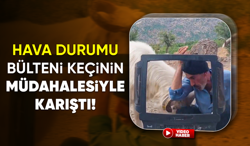 Fenomen çobanın keçiyle mücadelesi gülümsetti