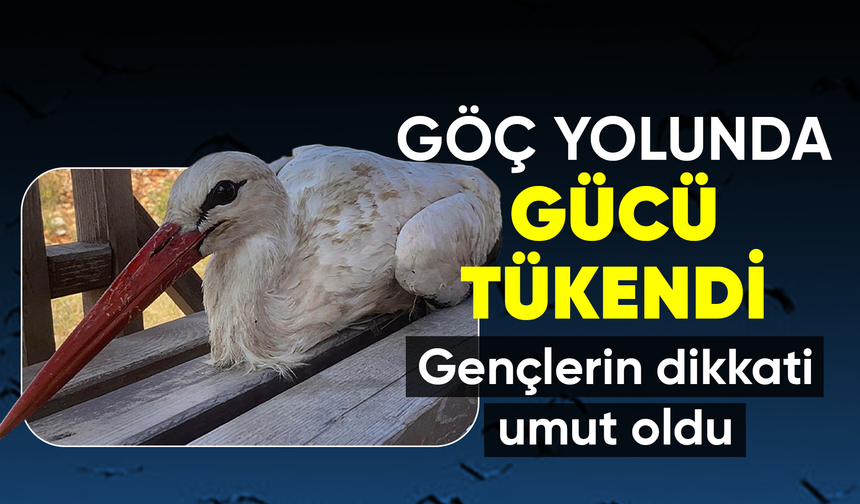 Bitkin düşen leyleğe mahallenin gençleri sahip çıktı