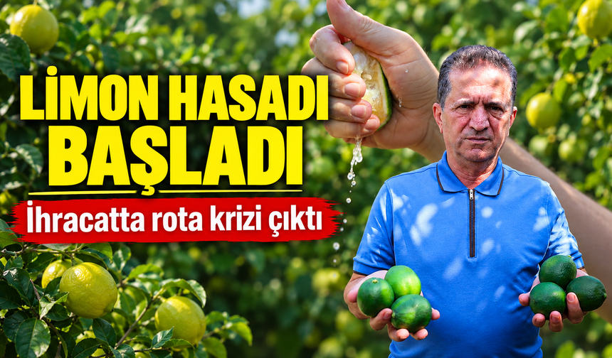 Limon üreticisinin gözü Rusya'da: Gemiler gitmeyince hasat yavaşladı