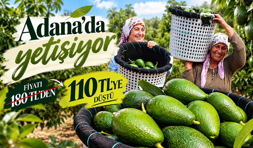 Adana'da avokadonun kilosu 110 liraya düştü