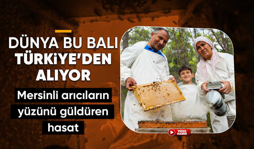 Dünyada 'Çam Balı'nın yüzde 90'ı Türkiye'de üretiliyor: Bereketli sağım başladı