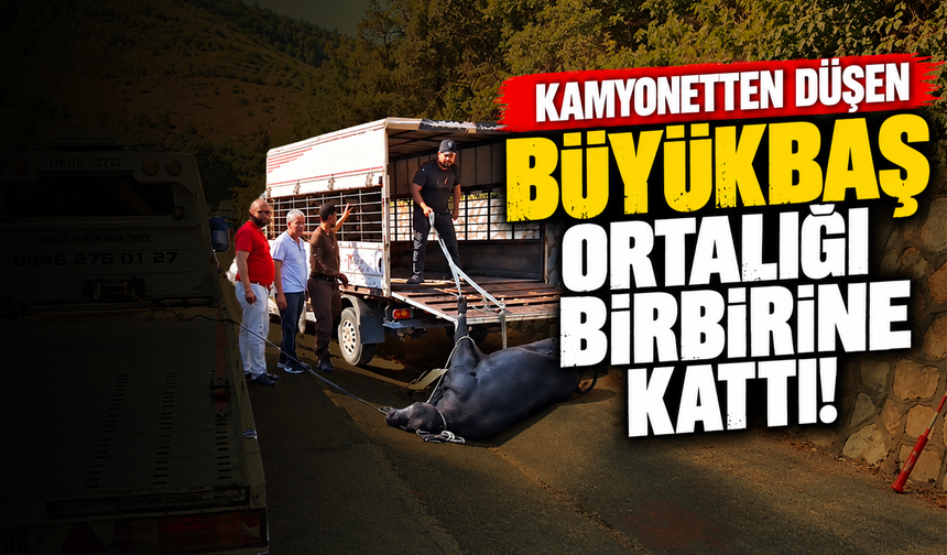 Mersin’de kamyonetten düşen büyükbaş hayvan bayıltılarak götürüldü