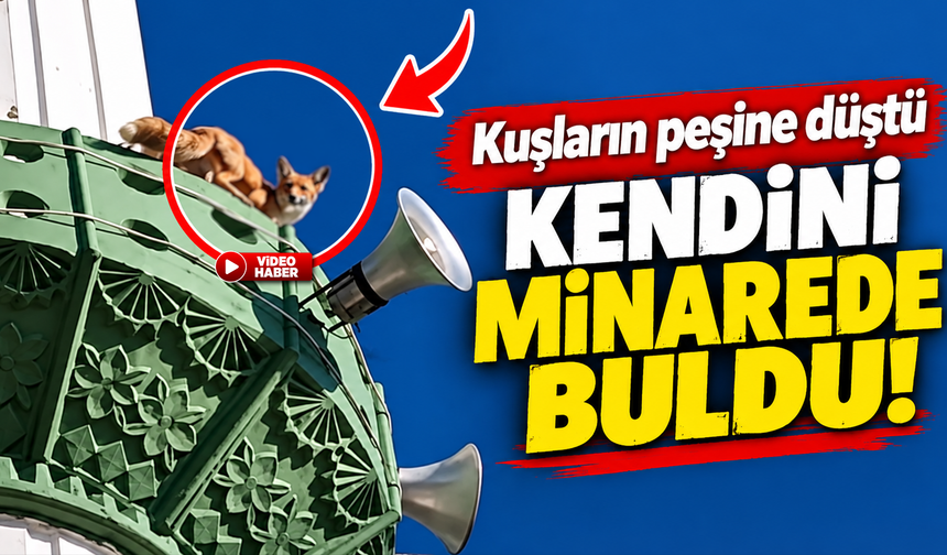 Kuşların peşine takılan tilki minareye çıktı