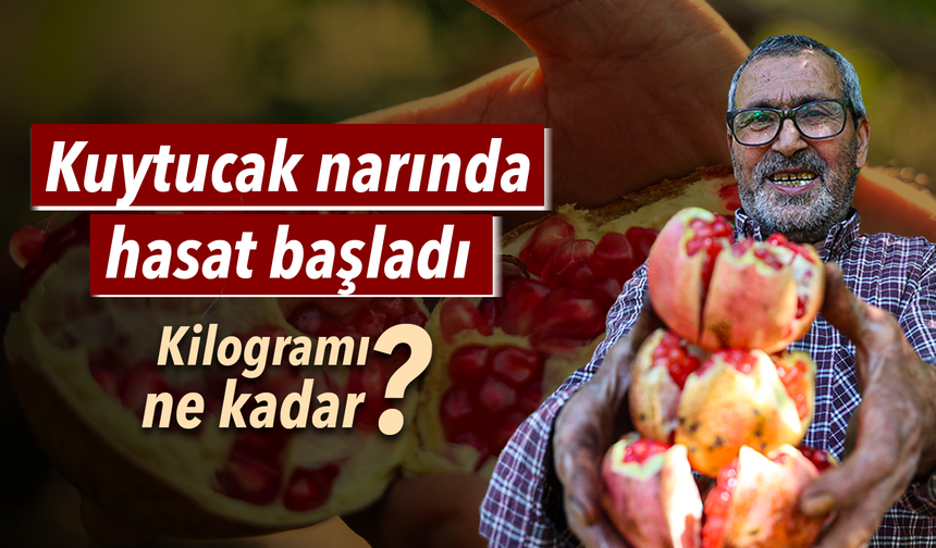 Coğrafi işaretli Kuytucak narında hasat başladı