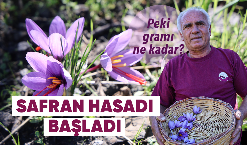 Adana'da safran hasadı başladı: Gramı 900 TL