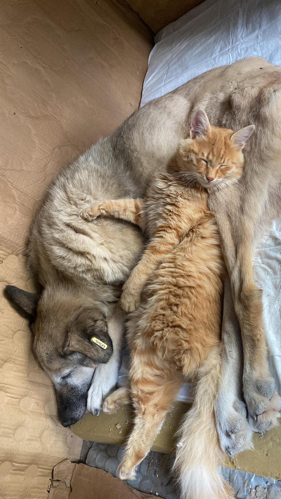 F E L C L I K O P E K M A Z B U T I L E K E D I I N C I R A R A S I 996203 295535