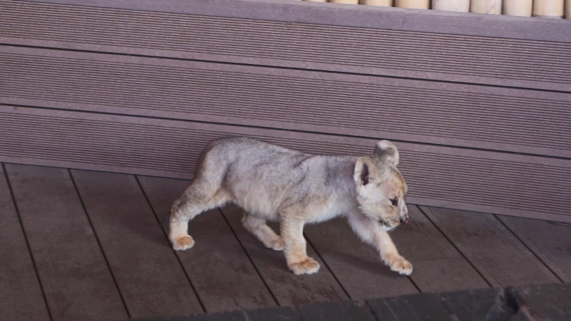 I S T A N B U L T U Z L A D A D E N E T I M D E E L E G E C I R I 1005133 298239