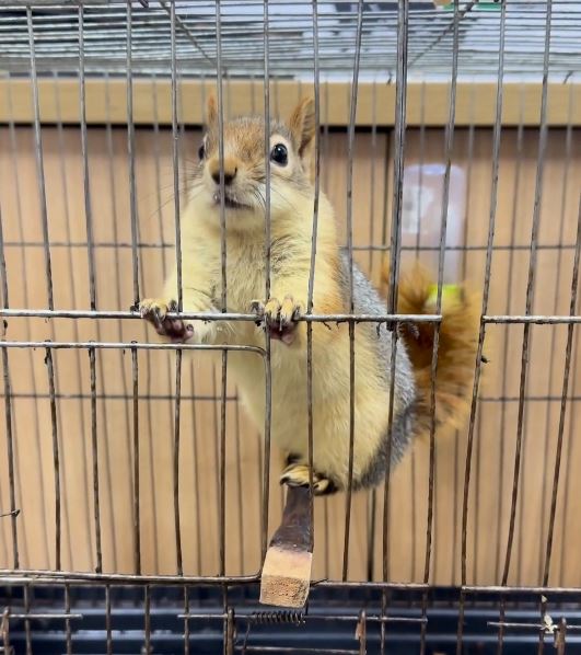 D K M P I S Y E R I N D E T U T U L A N S I N C A B A E L K O N U 1056701 313601