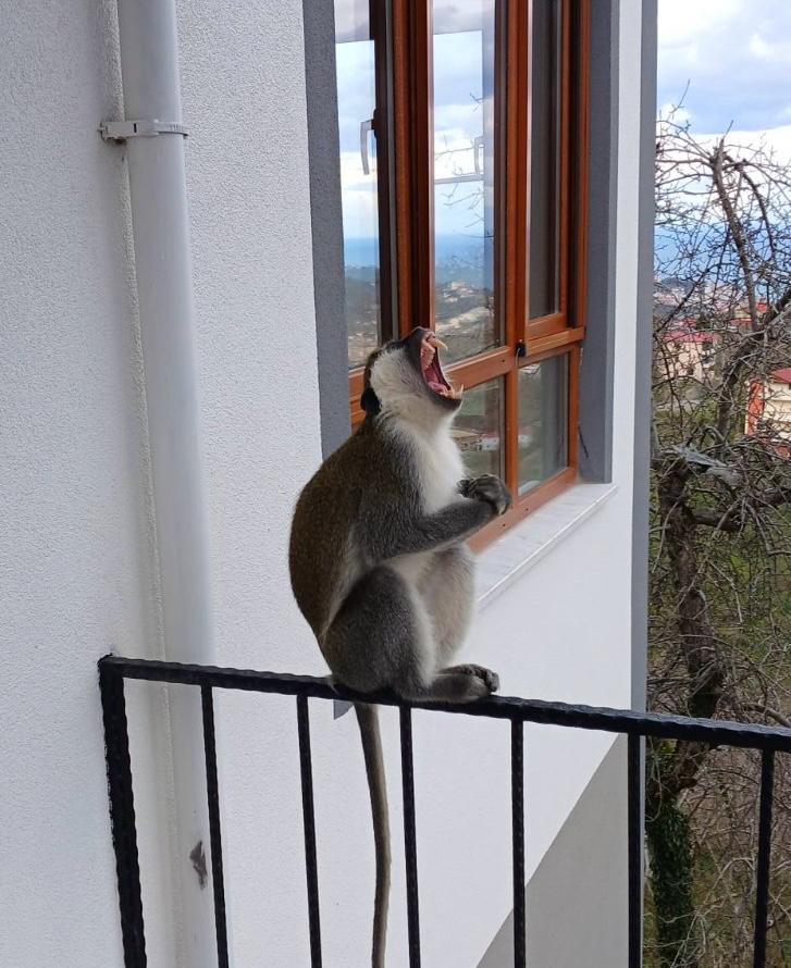 H A Y V A N A T B A H C E S I N D E N K A C A N M A Y M U N A B A L K O 1087830 322905