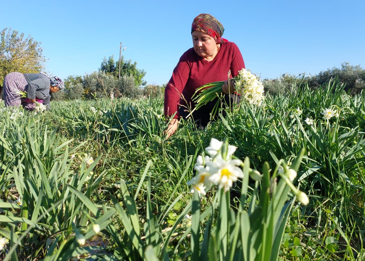 M E R S I N D E N E R G I S L E R E R K E N A C T I B O G U M U 3 1067091 316657