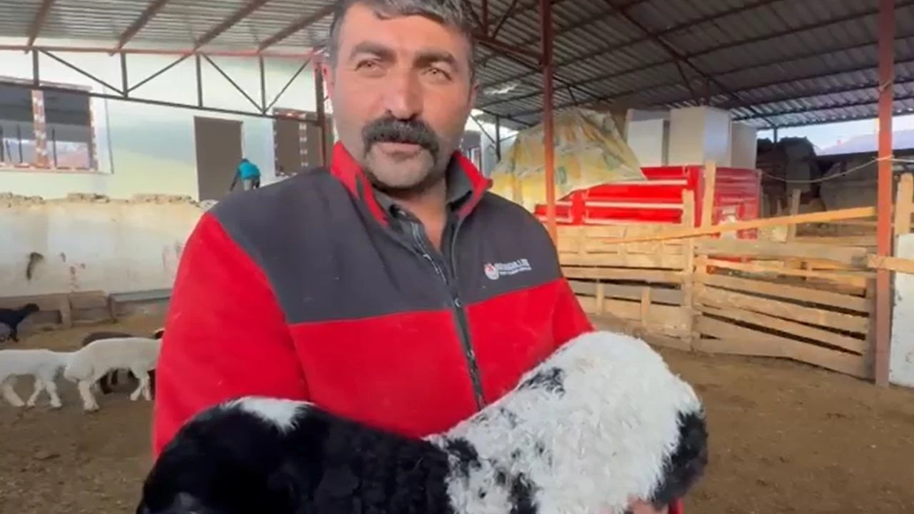 Tokatta Annesi Olen Kuzuyu Inek Emziriyor