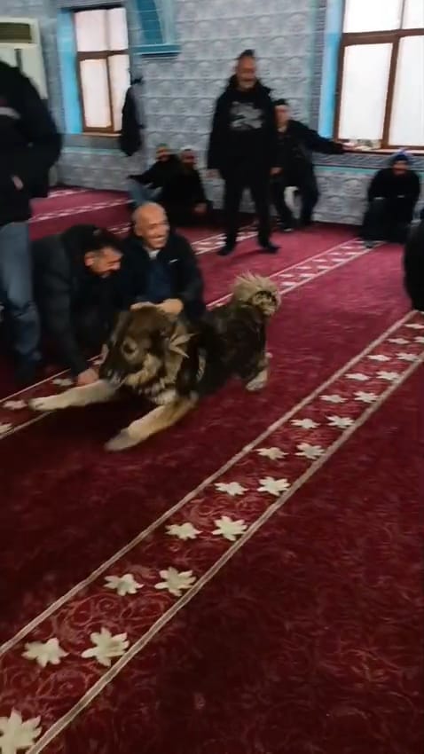 C A M I Y E G I R E N S O K A K K O P E G I C E M A A T I N A R A S 1119584 332273-1