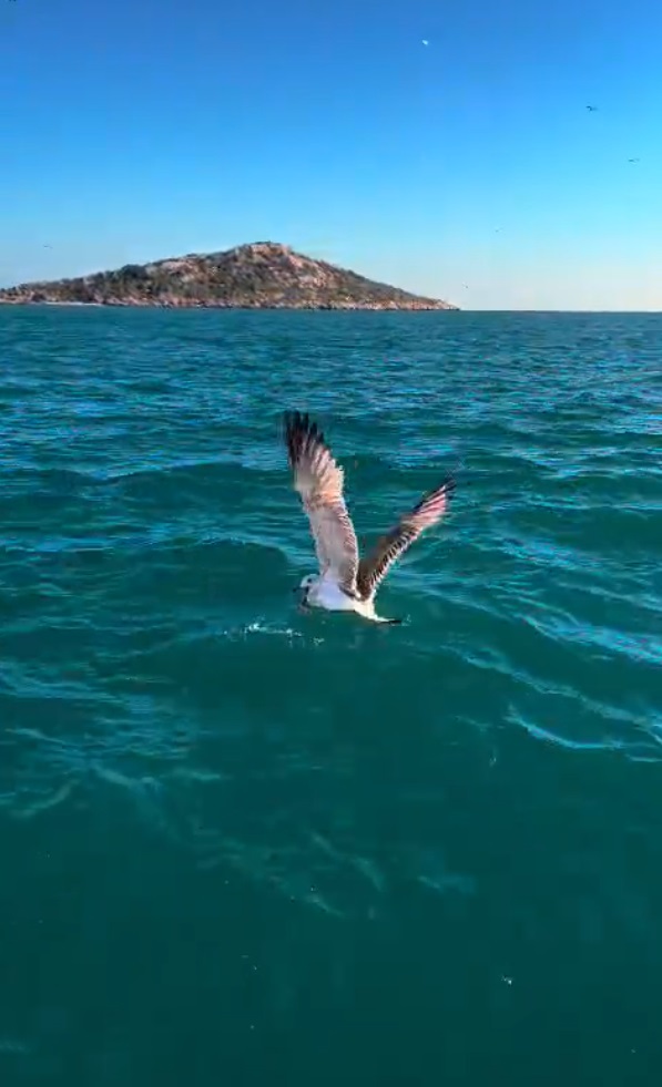 G A G A S I N A I G N E B A T I P M I S I N A Y A D O L A N A N M A 1127297 334584