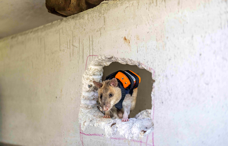 Görsel 2026 01 08 150843118