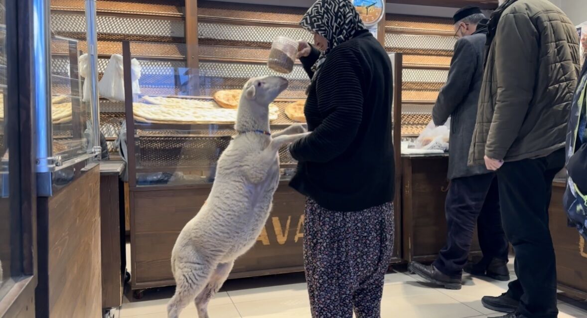 K U Z U C O R A P Y A N I N D A N A Y R I L M A D I G I S A H I B 1187470 352826