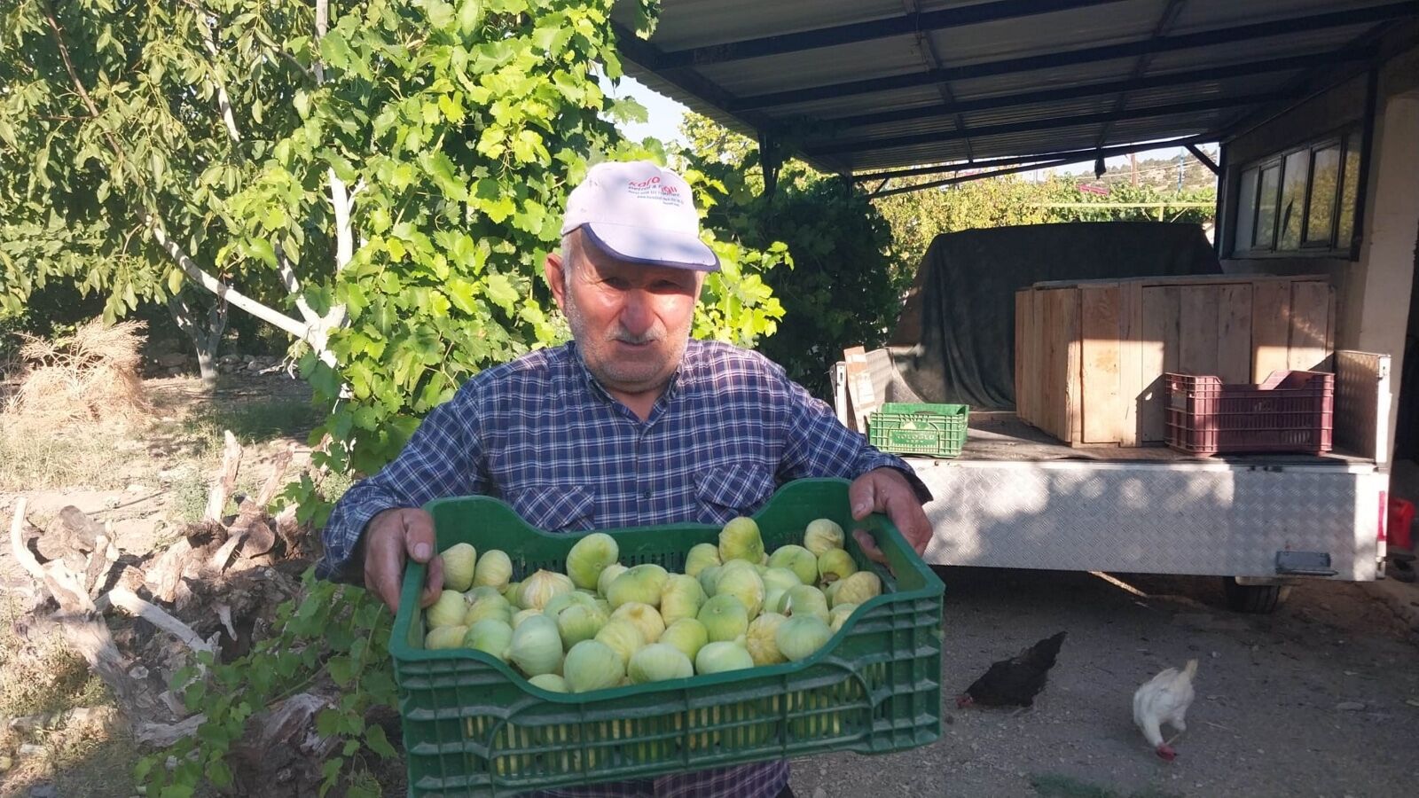 Mersin'de incir hasadı başladı
