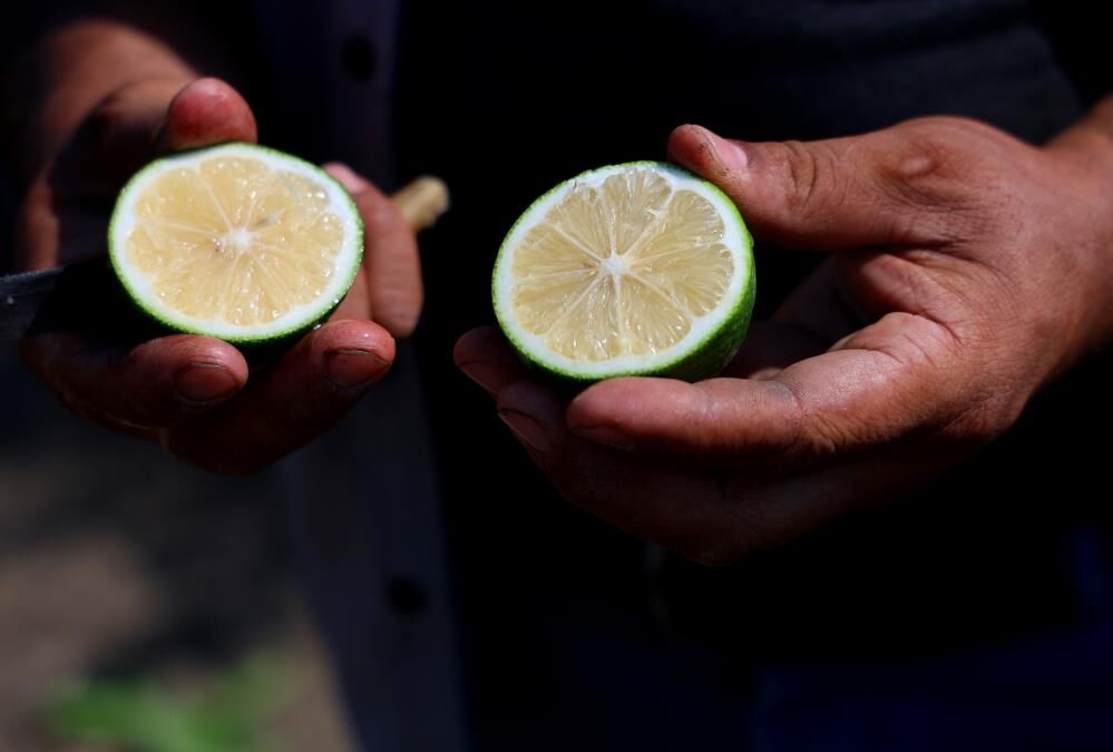 Adana'da limon hasadı başladı: Bahçede kilogramı 6-12 lira