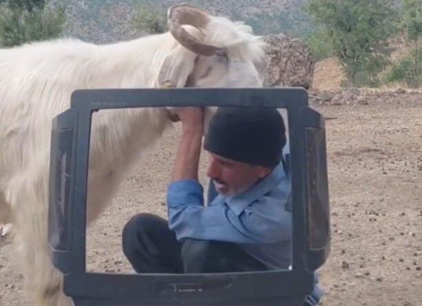 Fenomen çobanın keçiyle mücadelesi gülümsetti