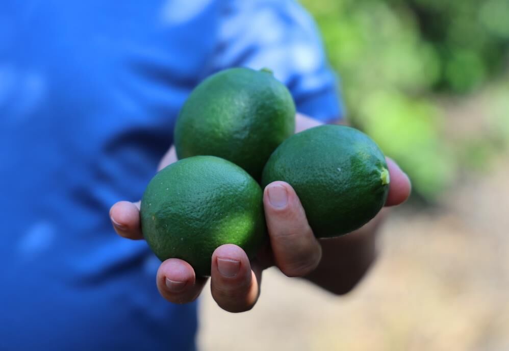 Limon üreticisinin gözü Rusya'da: Gemiler gitmeyince hasat yavaşladı
